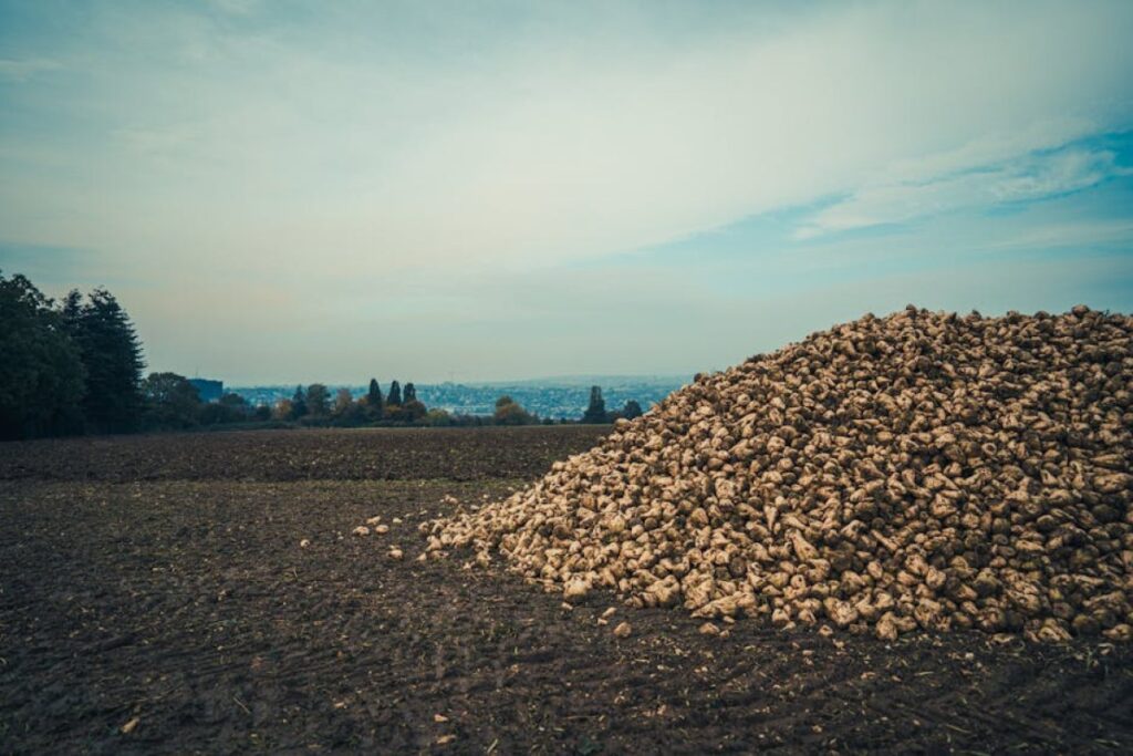 fodder beets pile