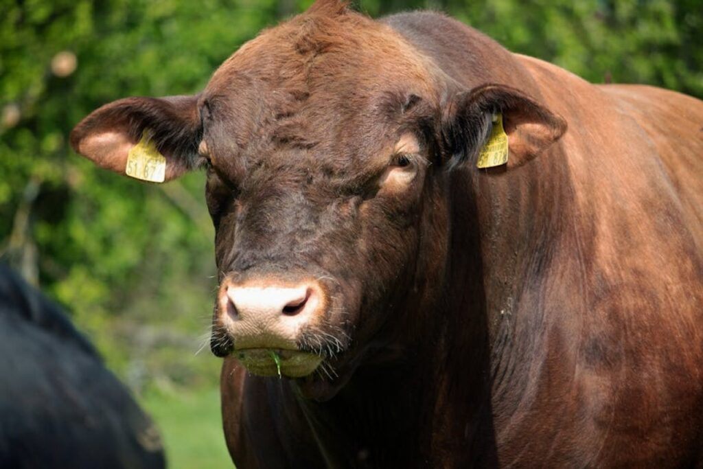 beef cattle bulls