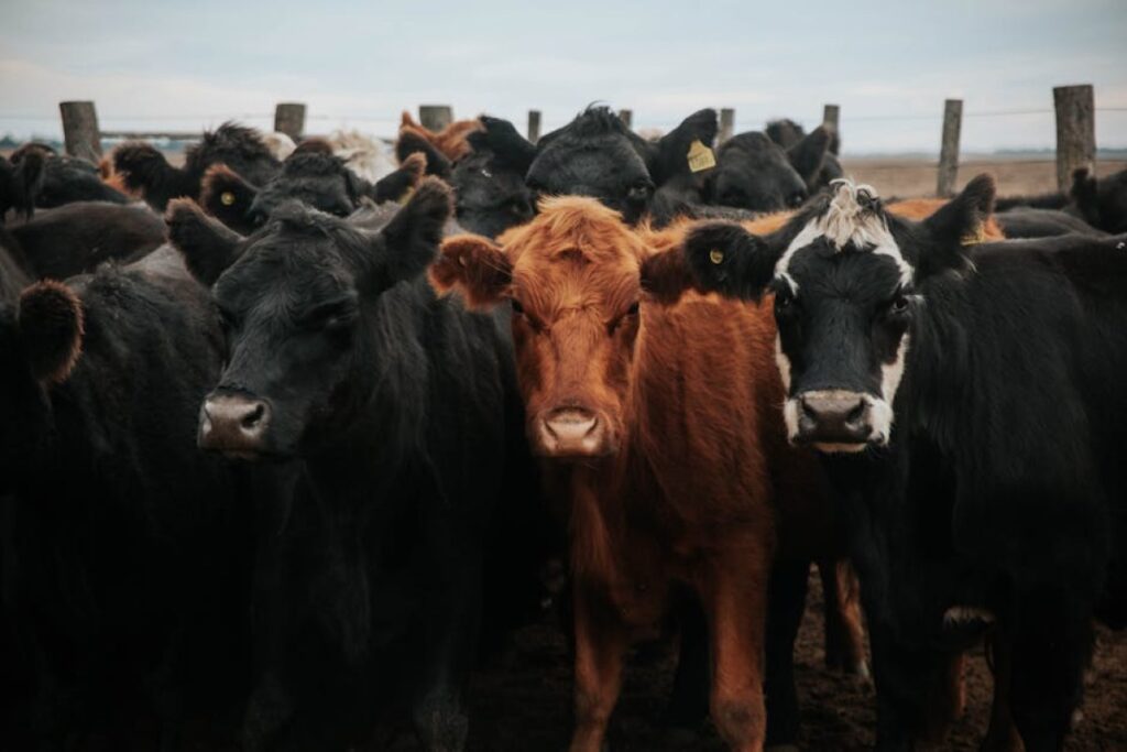 beef cattle herd