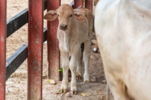 calf livestock delivery