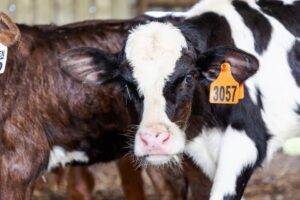 young cows