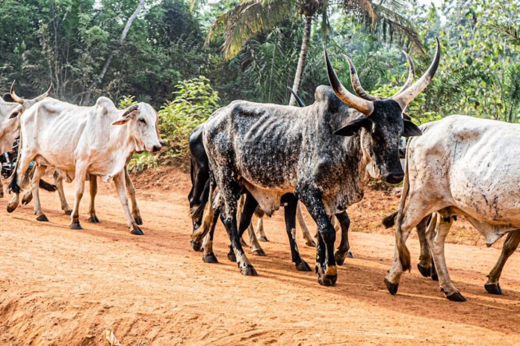 cattle herd