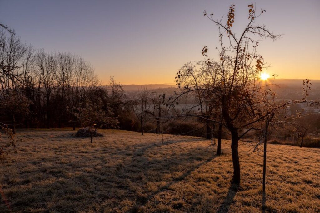 frosty orchard trees