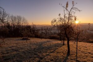 frosty orchard trees