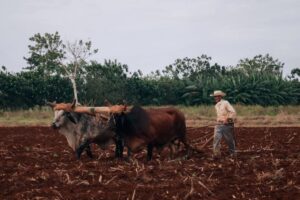 agricultural manuals