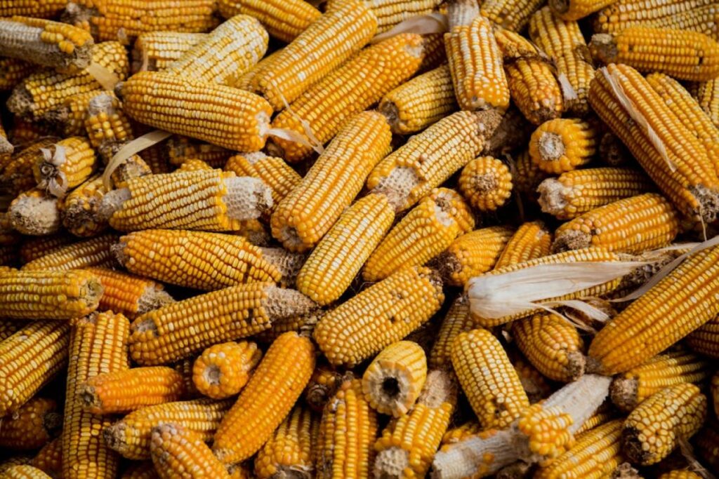 corn header