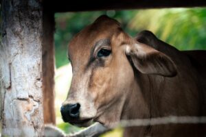 cow medicine bolus