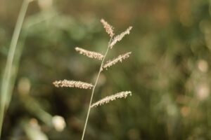 grass seeds bag