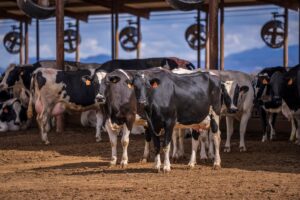 dairy cows