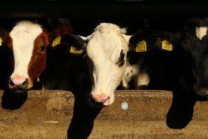 holstein calves