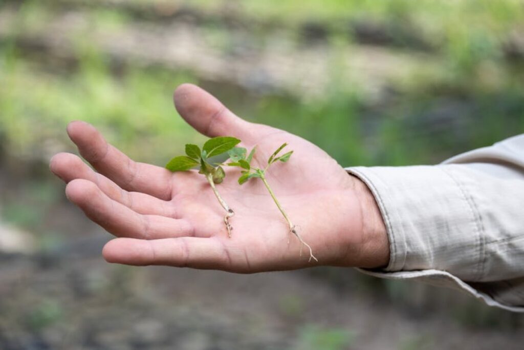 honeyberry seedlings