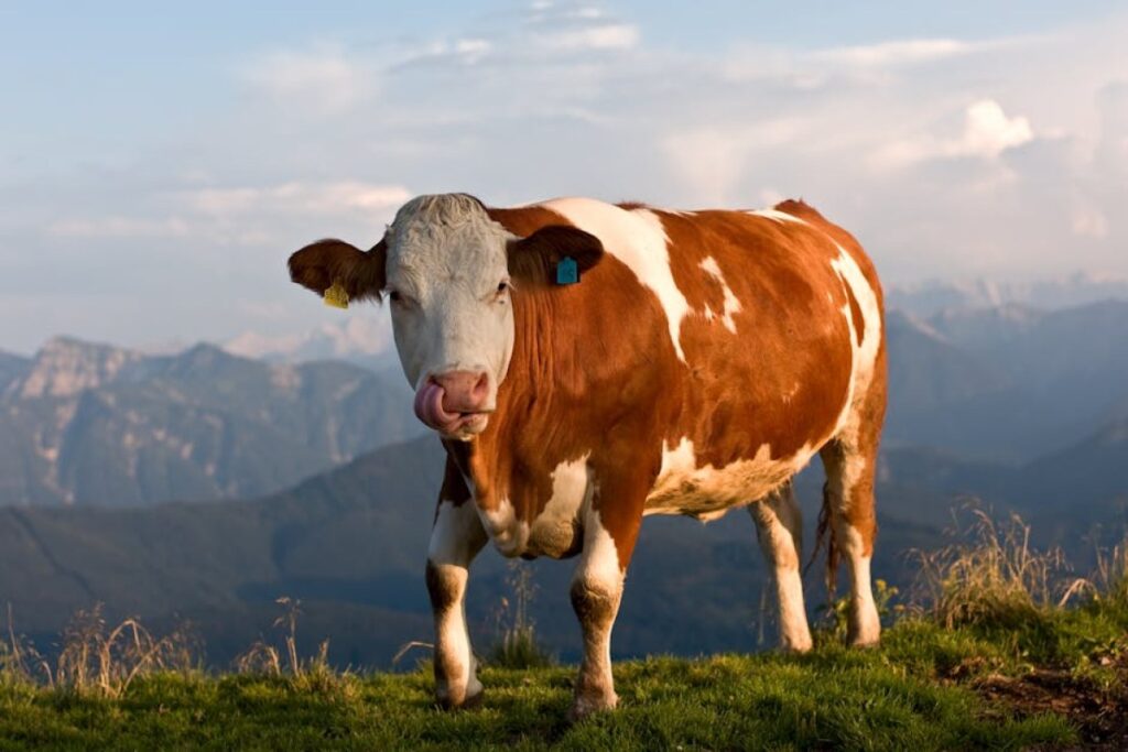 cattle simmental