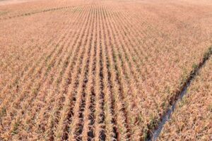 field cultivator corn