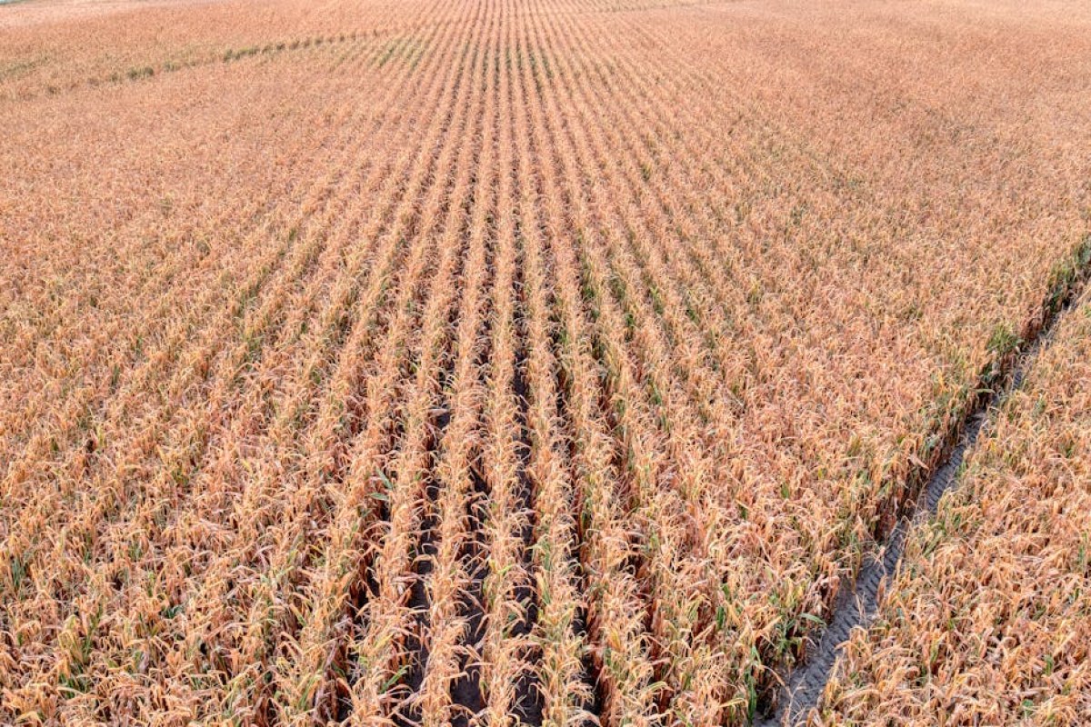 field cultivator corn