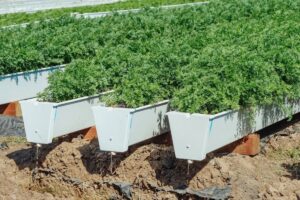 planter machine