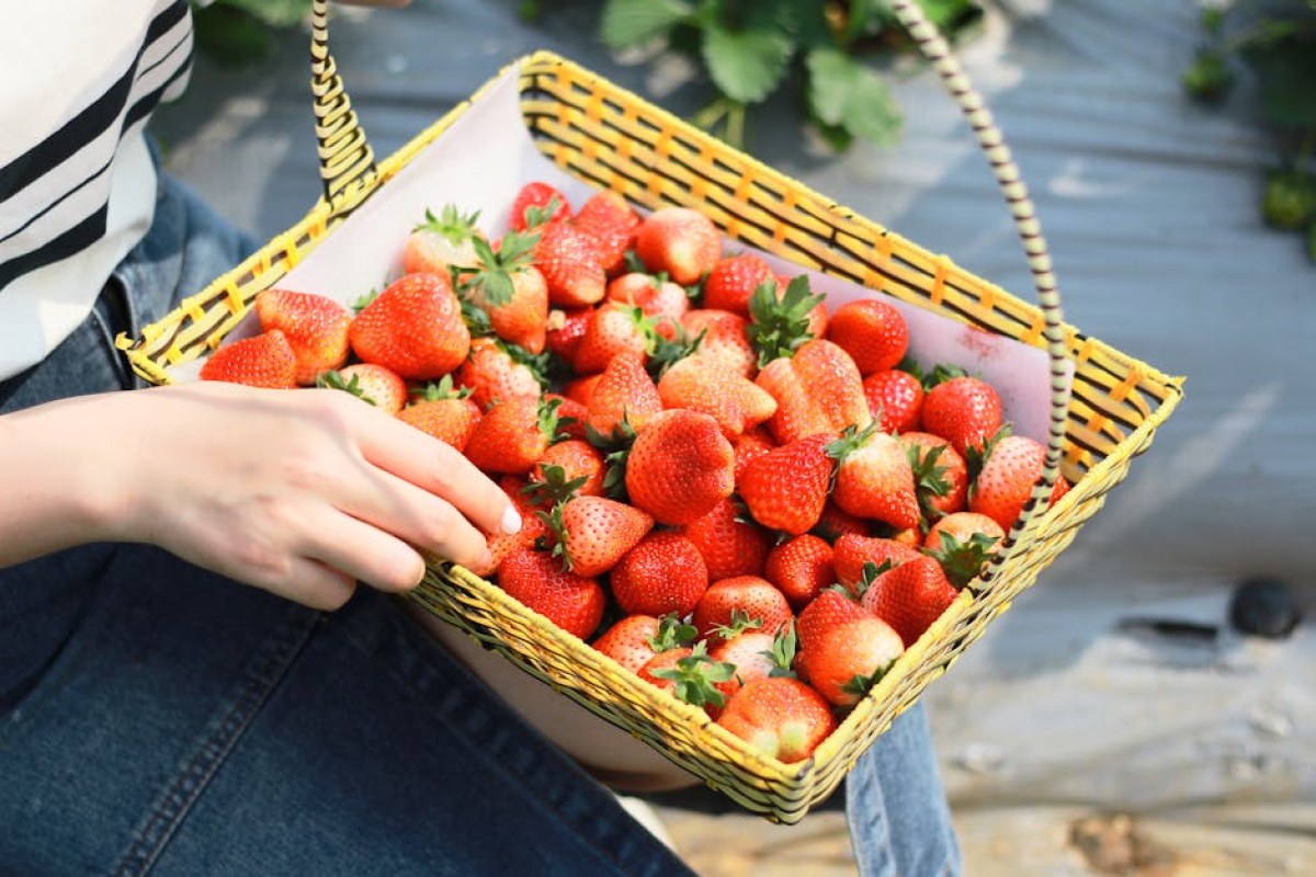 strawberries basket