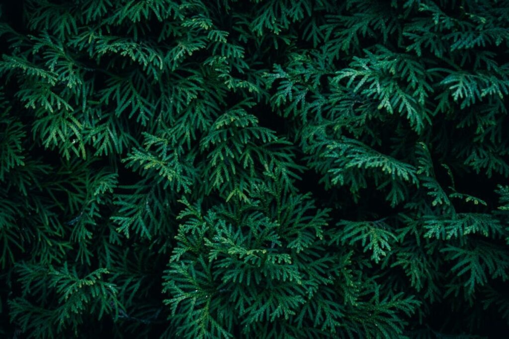 thuja plants