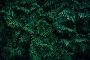 thuja plants
