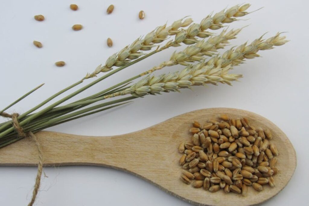wheat grain