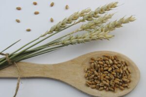 wheat grain