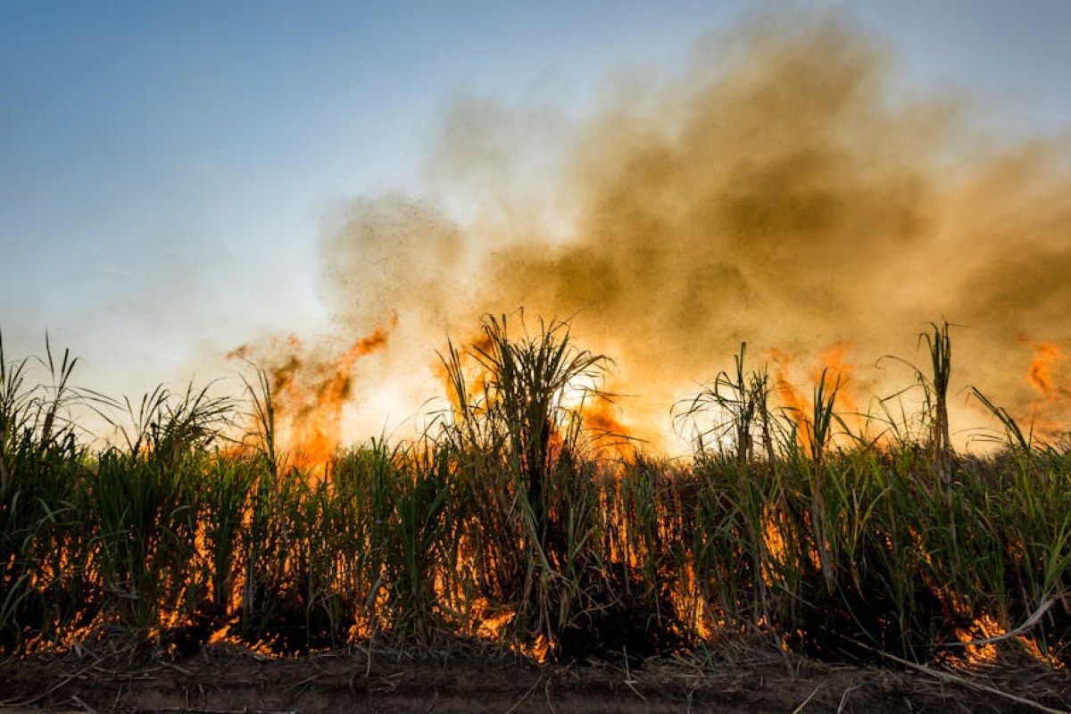 burning agricultural fabric