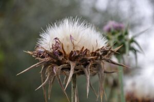 milk thistle seeds