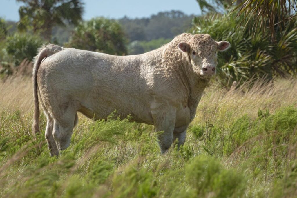 bull genetics
