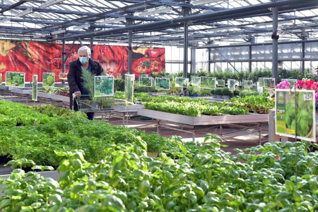 greenhouse vegetables market