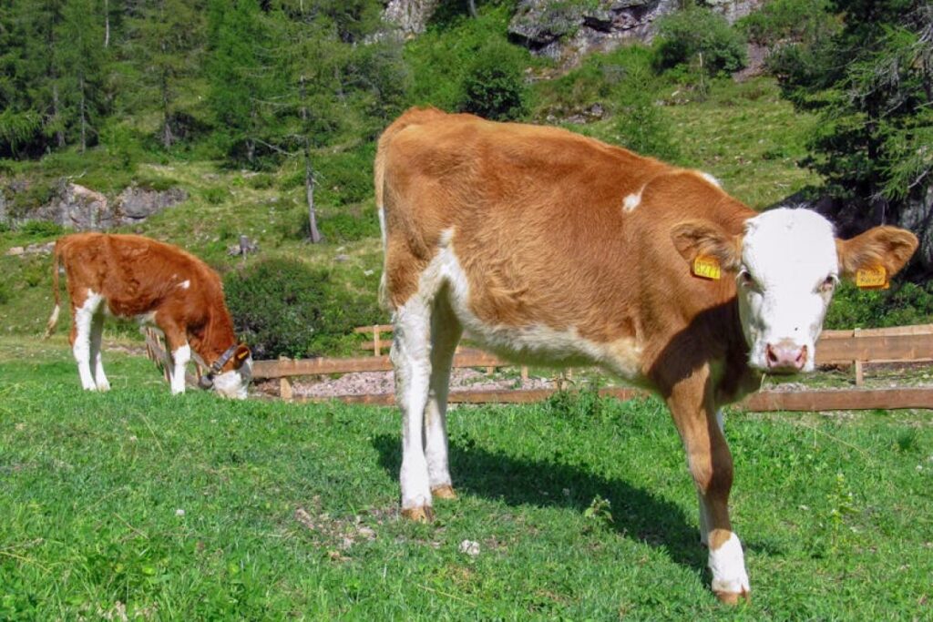 calves