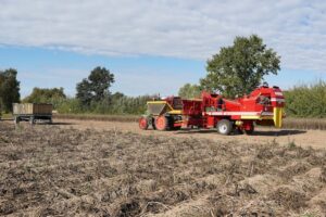 potato field harvest