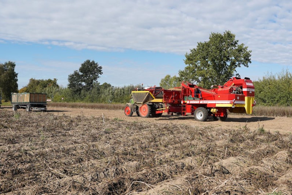 potato field harvest