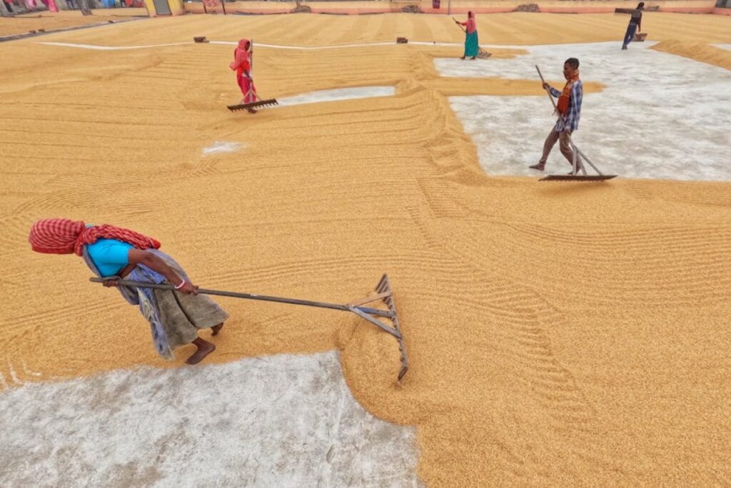 agricultural rake