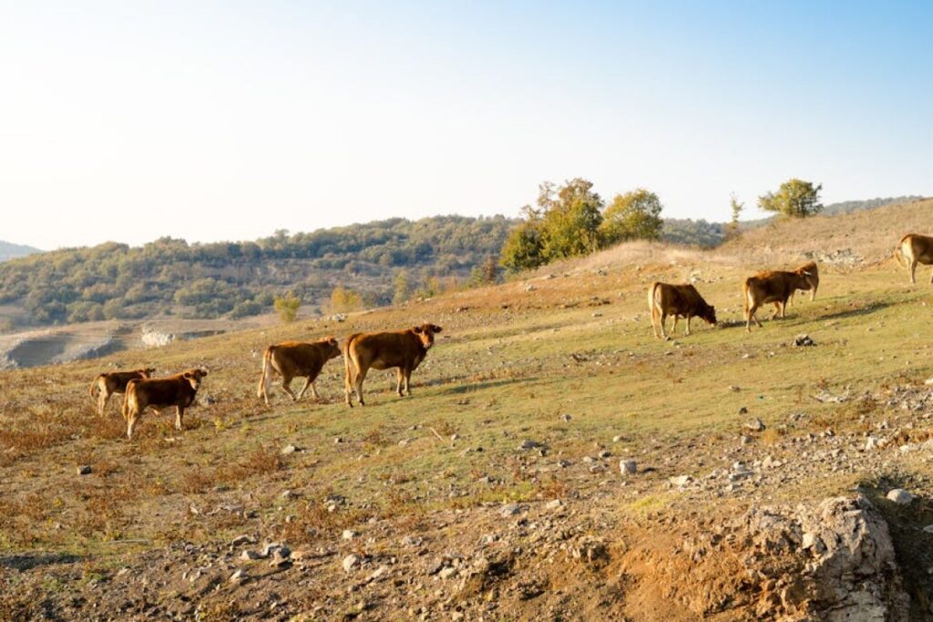 Limousin cattle herd
