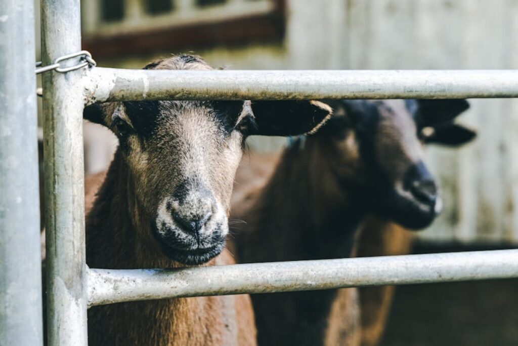 Iveco Daily livestock