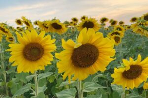 sunflower field sowing