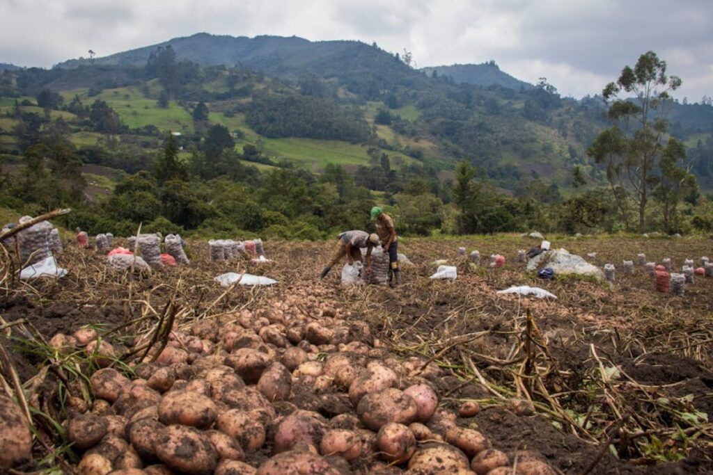 potatoes field