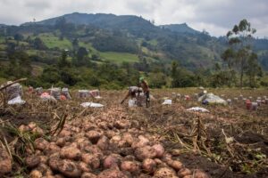 potatoes field
