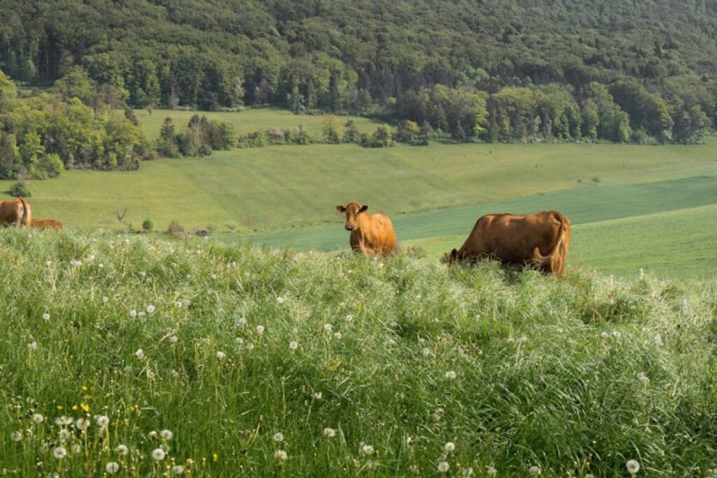 polish heifers