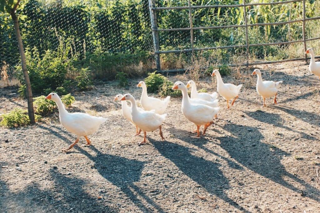 geese vaccination farm