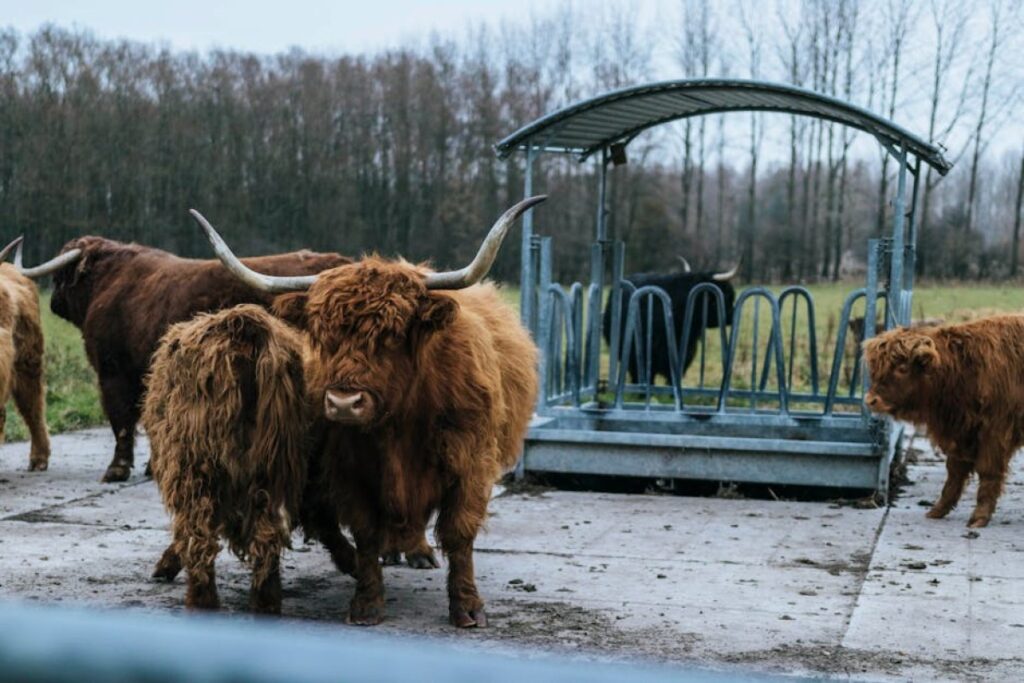 cattle crush