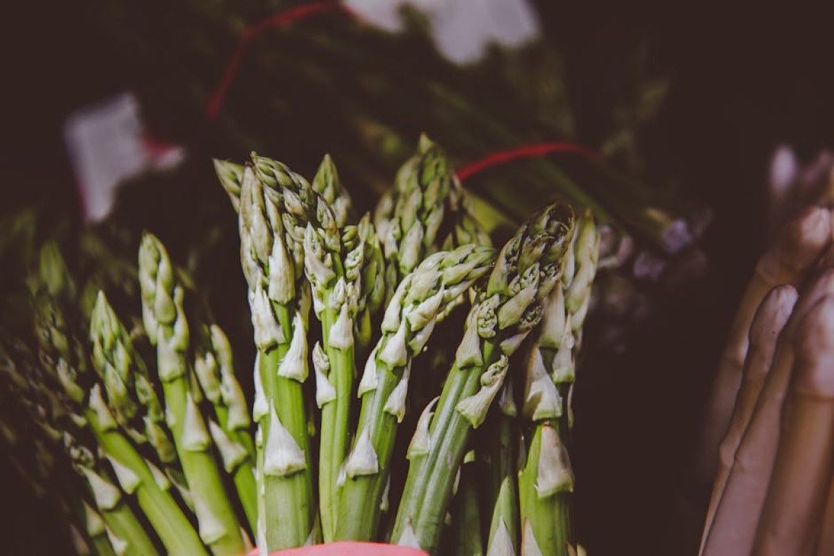 asparagus field harvest