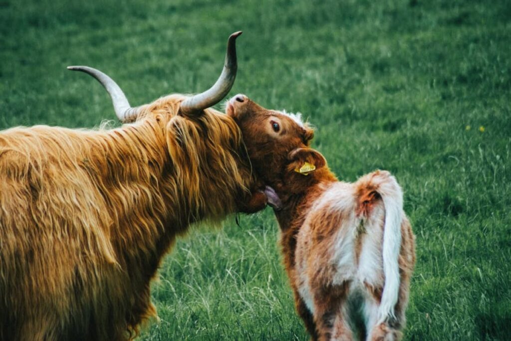 bull calf