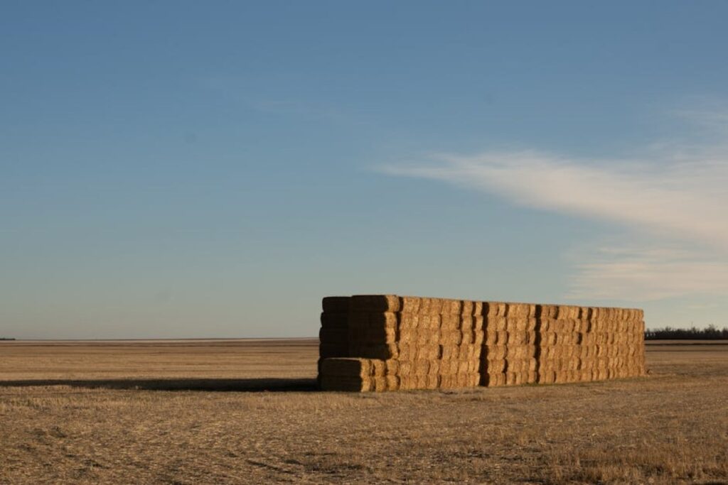 dry hay bales