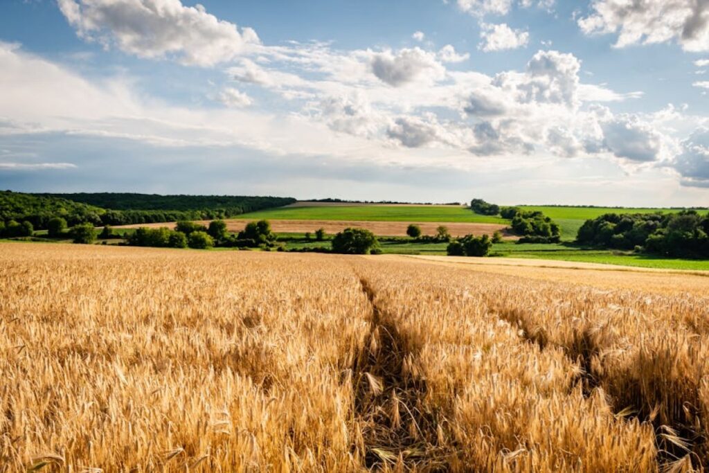 farm field insurance