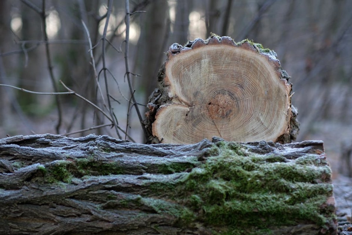 freshly cut wood moisture