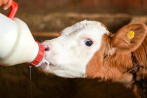 calves drinking milk