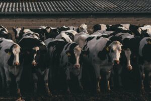 cattle farming