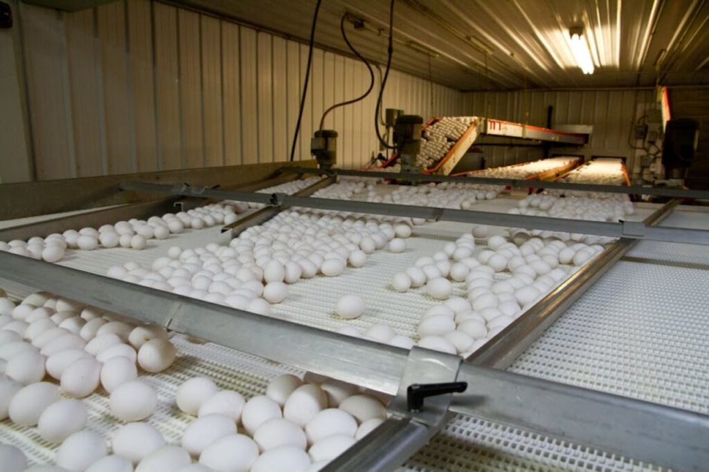 agricultural conveyor platform