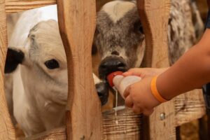 calves for sale