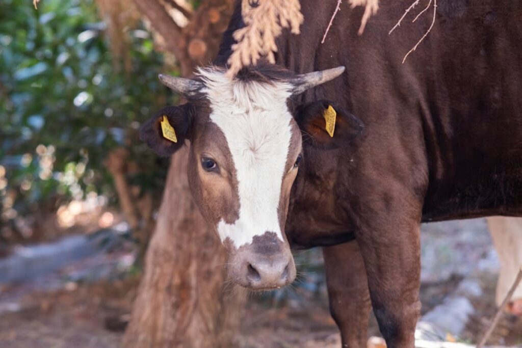 cow with license